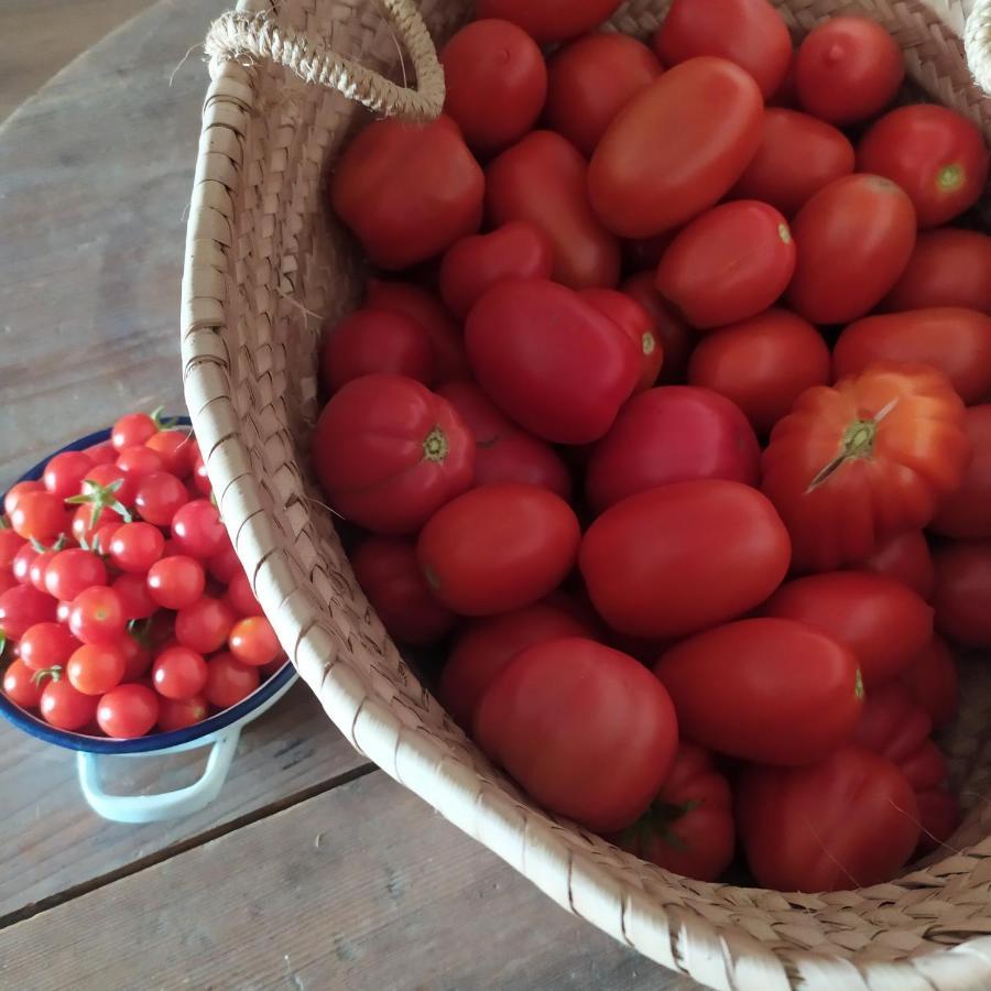 Dago Farmhouse 锡耶纳 外观 照片